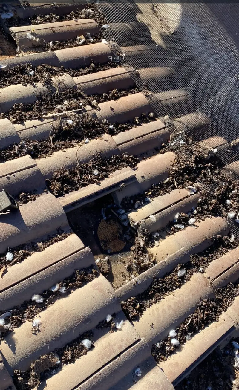 Holes and nesting damage in an Arizona roof beneath a solar array caused by pigeons