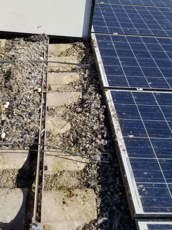 Heavy pigeon nesting debris, droppings and eggs packed beneath a rooftop solar array on an Arizona tile roof